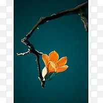 图片素材花朵树枝-空若网 图片素材花朵树枝-空若网