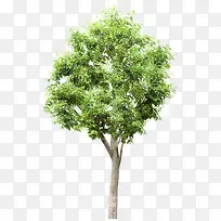 绿色大树树枝素材-空若网 绿色大树树枝素材-空若网