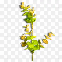 绿色花朵树枝素材-空若网 绿色花朵树枝素材-空若网