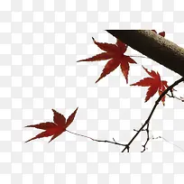 植物素材枫叶树枝-空若网 植物素材枫叶树枝-空若网