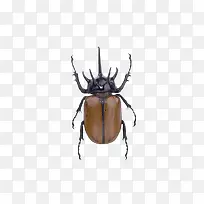 犀牛甲虫-空若网 犀牛甲虫-空若网