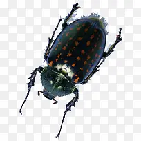 斑点昆虫-空若网 斑点昆虫-空若网