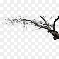 树枝-空若网 树枝-空若网