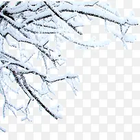 白色纯净冬日树枝-空若网 白色纯净冬日树枝-空若网