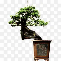 中国风古典树枝角度-空若网 中国风古典树枝角度-空若网