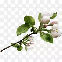 花苹果树插花艺术-春天-空若网 花苹果树插花艺术-春天-空若网