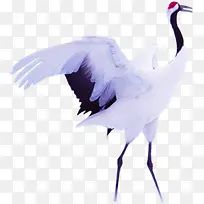 洁白仙鹤张开翅膀-空若网 洁白仙鹤张开翅膀-空若网