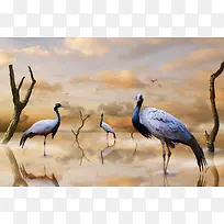 仙鹤美景飞翔摄影-空若网 仙鹤美景飞翔摄影-空若网