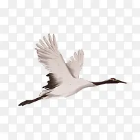 飞翔的仙鹤白色-空若网 飞翔的仙鹤白色-空若网