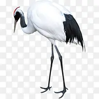 仙鹤白色手绘美景-空若网 仙鹤白色手绘美景-空若网