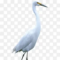 白色尖嘴仙鹤美丽-空若网 白色尖嘴仙鹤美丽-空若网