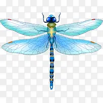 ����ɫ����-������