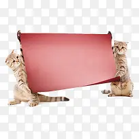 ����������,-������