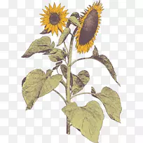 ���������տ�-������