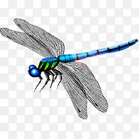 蜻蜓-空若网 蜻蜓-空若网