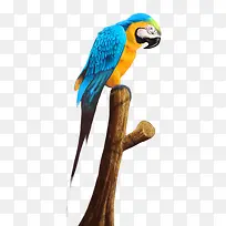 鹦鹉-空若网 鹦鹉-空若网