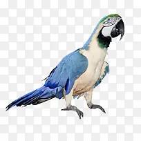 蓝色翅膀鹦鹉动物鸟-空若网 蓝色翅膀鹦鹉动物鸟-空若网