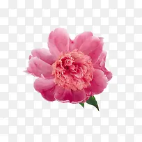 盛开的花-空若网 盛开的花-空若网