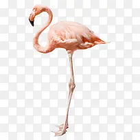 动物鸵鸟-空若网 动物鸵鸟-空若网