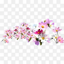 彩色野花-空若网 彩色野花-空若网