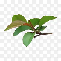 ��ɫҶ�ӻ�֦��֦-������