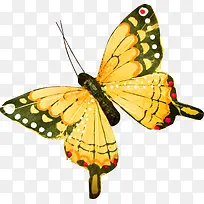 ��ɫƯ��������-������