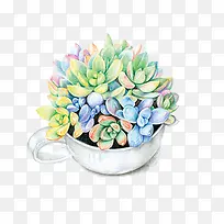 杯子中的多肉-空若网 杯子中的多肉-空若网