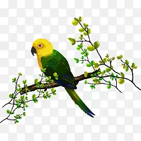 鹦鹉树枝-空若网 鹦鹉树枝-空若网