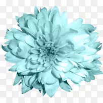 切花菊花蓝-空若网 切花菊花蓝-空若网