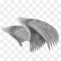 翅膀-空若网 翅膀-空若网