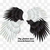 翅膀 天使的翅膀 实物翅膀 天-空若网 翅膀 天使的翅膀 实物翅膀 天-空若网