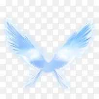 天使翅膀-空若网 天使翅膀-空若网