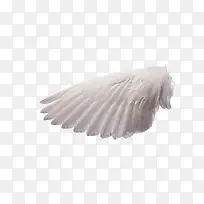 天使翅膀-空若网 天使翅膀-空若网