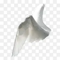 翅膀-空若网 翅膀-空若网