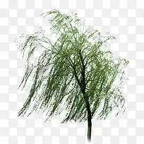 创意高清摄影在风中飞舞的柳树-空若网 创意高清摄影在风中飞舞的柳树-空若网