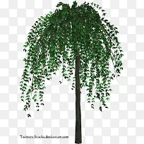 绿色柳树春天绿树-空若网 绿色柳树春天绿树-空若网
