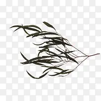 一节柳树枝-空若网 一节柳树枝-空若网