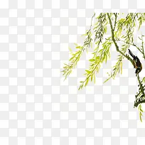 手绘柳树-空若网 手绘柳树-空若网