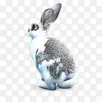 ������ɫ�ɰ�С��-������