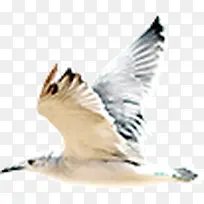 海鸥 小鸟 白色-空若网 海鸥 小鸟 白色-空若网