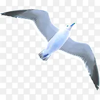 海鸥 鸟 白色-空若网 海鸥 鸟 白色-空若网