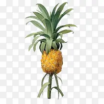国外大师手绘菠萝-空若网 国外大师手绘菠萝-空若网