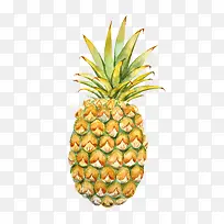 手绘菠萝-空若网 手绘菠萝-空若网