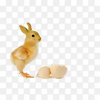 创意鸡兔-空若网 创意鸡兔-空若网