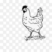 手绘母鸡-空若网 手绘母鸡-空若网