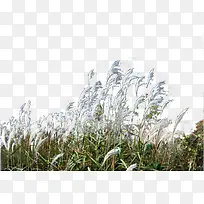 绿植蒲公英-空若网 绿植蒲公英-空若网