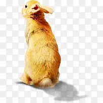 可爱兔子白底素材-空若网 可爱兔子白底素材-空若网