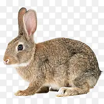 可爱小兔子图片-空若网 可爱小兔子图片-空若网