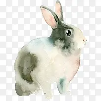 动物 兔子-空若网 动物 兔子-空若网