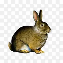 灰兔-空若网 灰兔-空若网